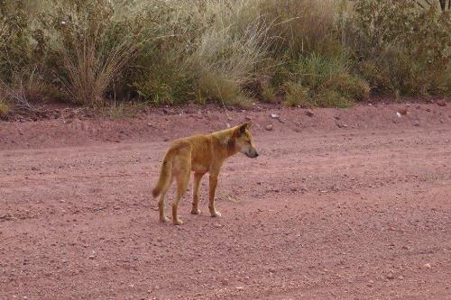 Dingo auf der Tanami Road